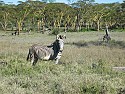 Amboseli